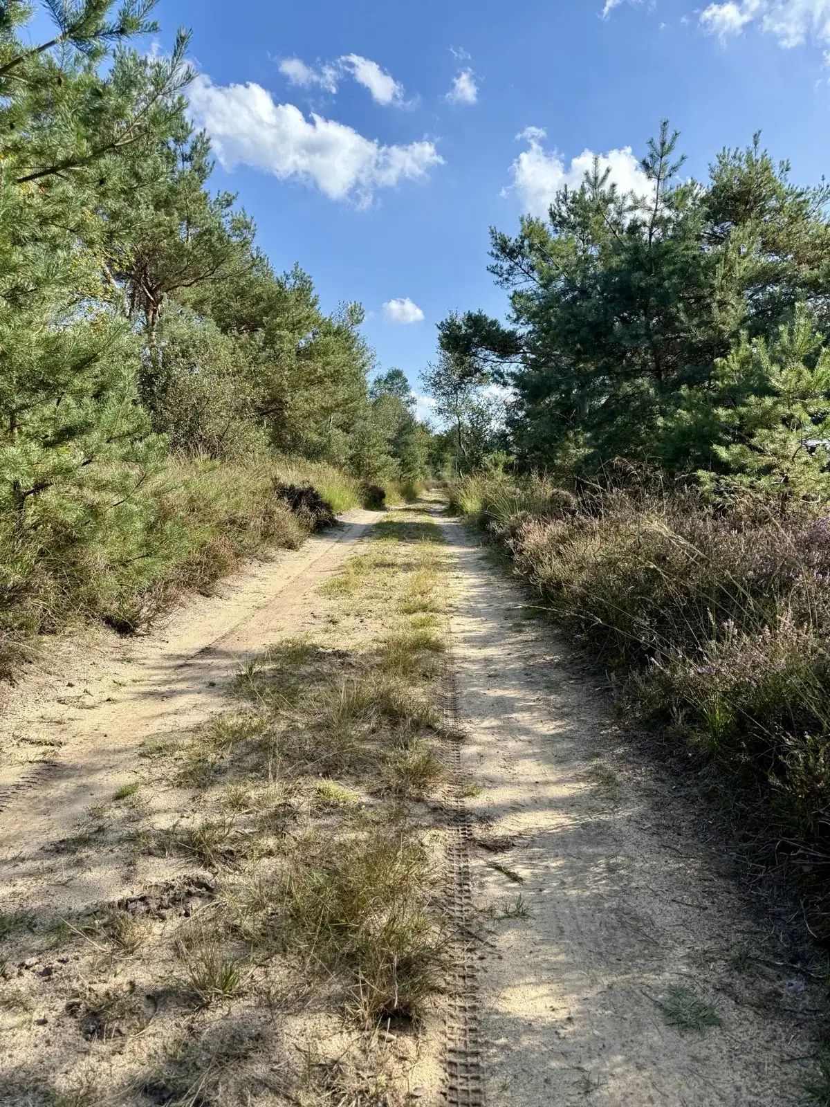 Bospad op de Veluwe bij het kantoor